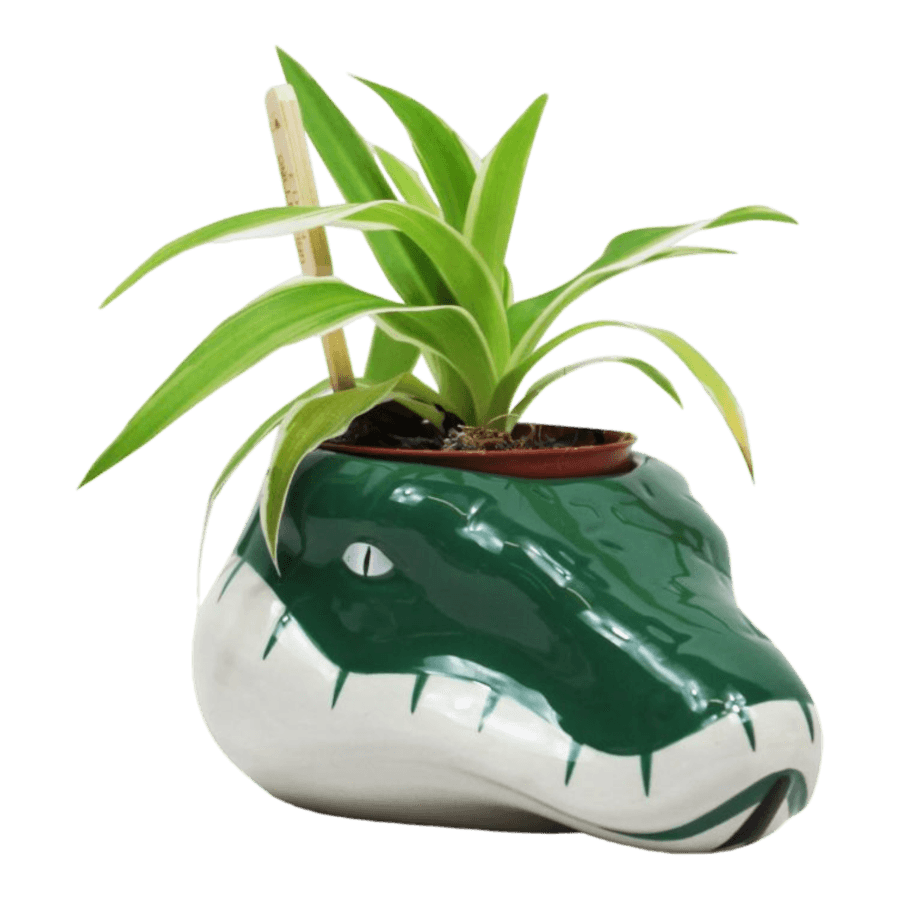 HMBPLNTHP03 Harry Potter - Slytherin Plant Pot - Half Moon Bay - Titan Pop Culture