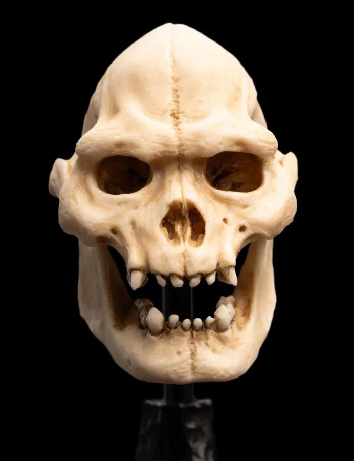 WET04356 The Lord of the Rings - Skull of Lurtz Miniature Skull - Weta Workshop - Titan Pop Culture