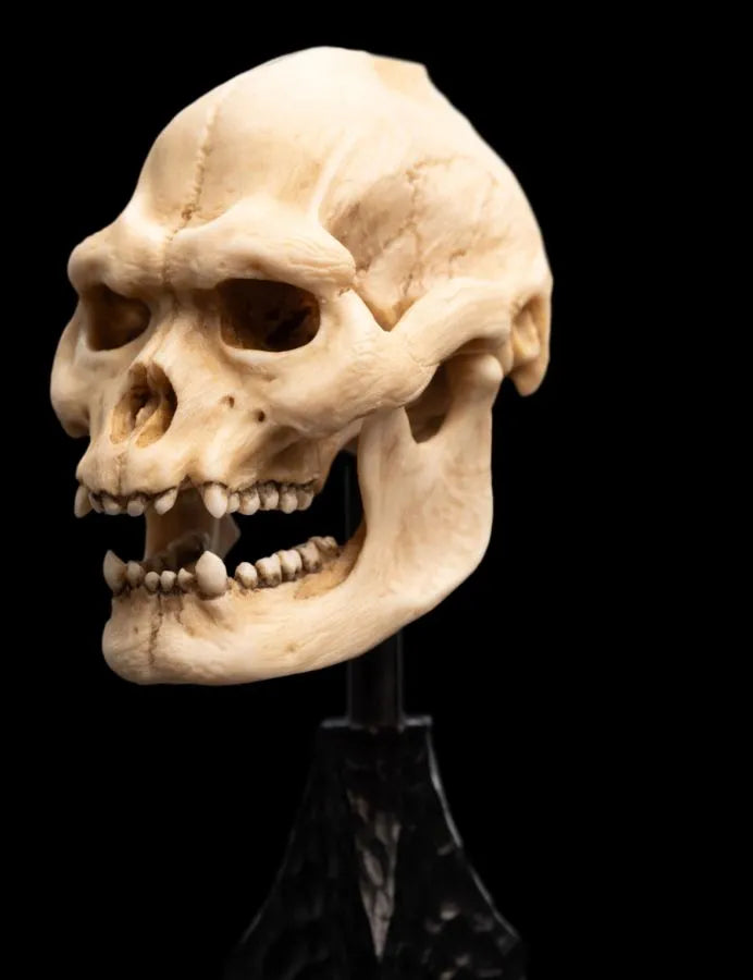 WET04356 The Lord of the Rings - Skull of Lurtz Miniature Skull - Weta Workshop - Titan Pop Culture