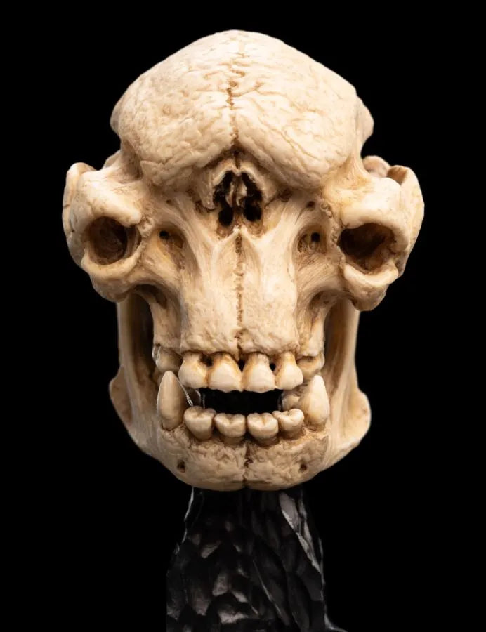 WET04427 The Lord of the Rings - Skull of a Cave Troll Miniature Skull - Weta Workshop - Titan Pop Culture