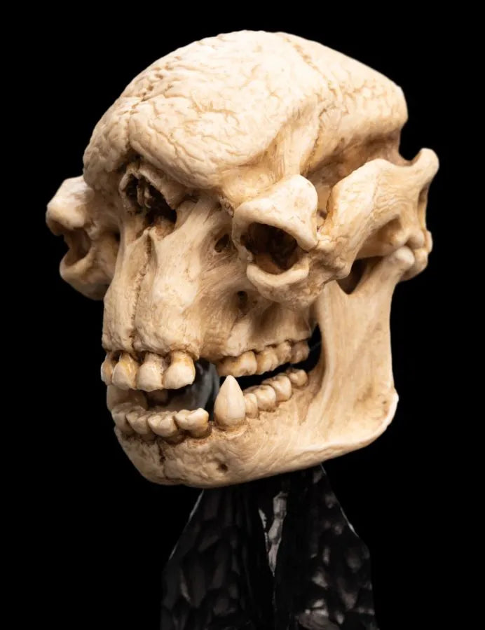 WET04427 The Lord of the Rings - Skull of a Cave Troll Miniature Skull - Weta Workshop - Titan Pop Culture