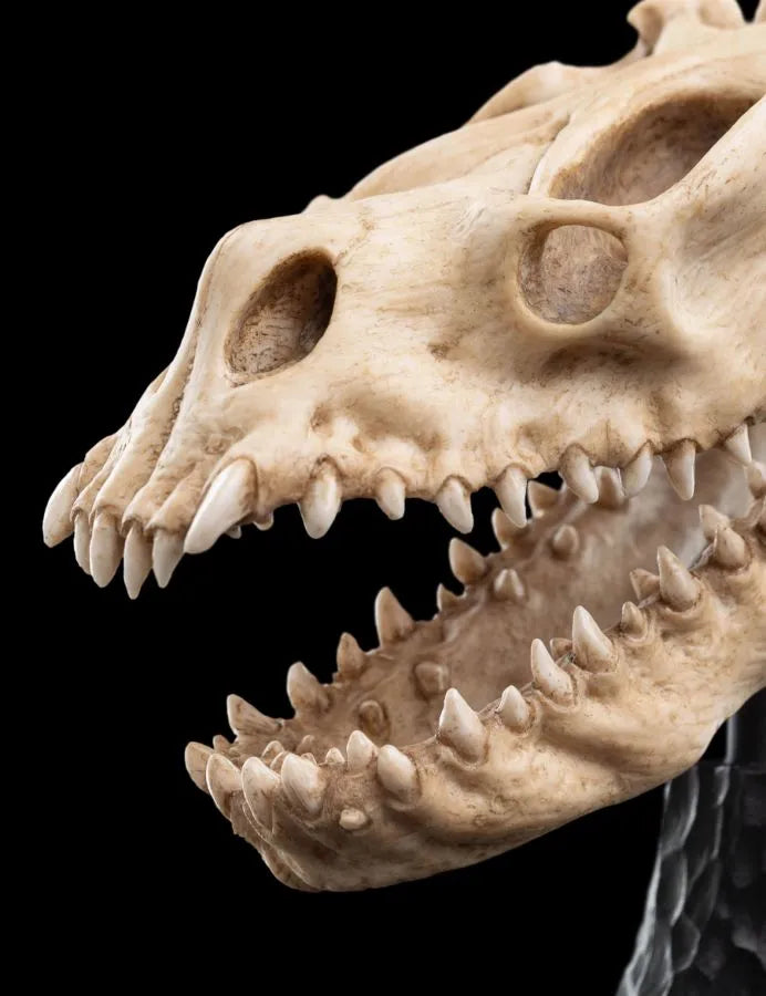 WET04428 The Lord of the Rings - Skull of a Fell Beast Miniature Skull - Weta Workshop - Titan Pop Culture