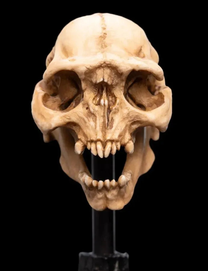 WET04429 The Lord of the Rings - Skull of a Moria Orc Miniature Skull - Weta Workshop - Titan Pop Culture