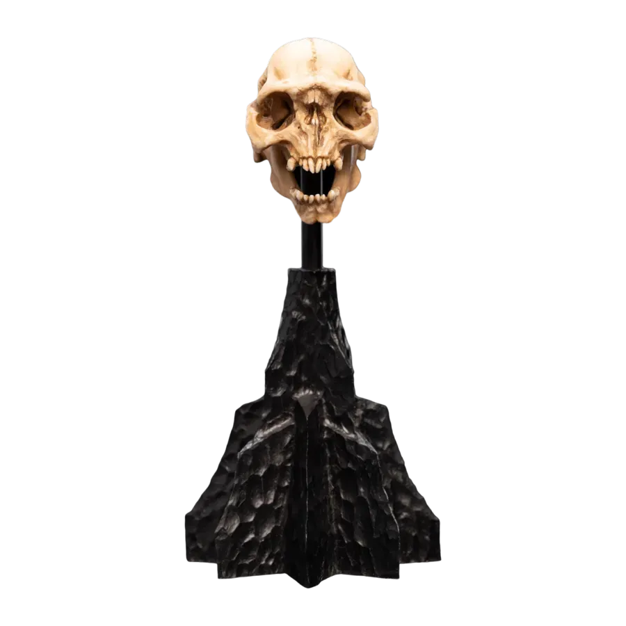 WET04429 The Lord of the Rings - Skull of a Moria Orc Miniature Skull - Weta Workshop - Titan Pop Culture